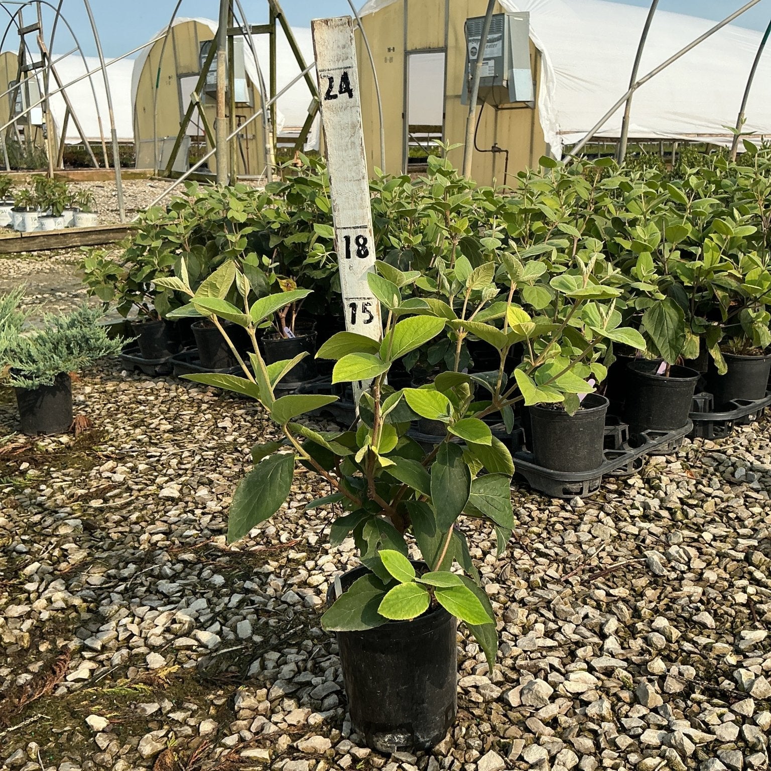 Korean Spice Viburnum shrub in a #1 black nursery container at a greenhouse growing facility.