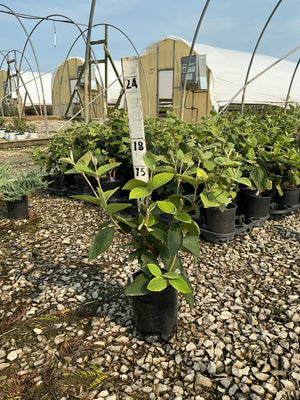 Korean Spice Viburnum shrub in a #1 black nursery container at a greenhouse growing facility.