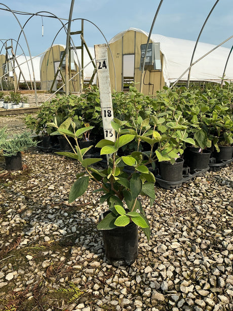 Korean Spice Viburnum shrub in a #1 black nursery container at a greenhouse growing facility.