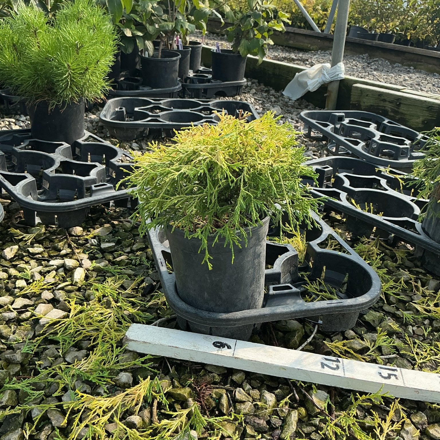 Golden Mop False Cypress in a #1 container showing golden-green feathery foliage at a nursery.