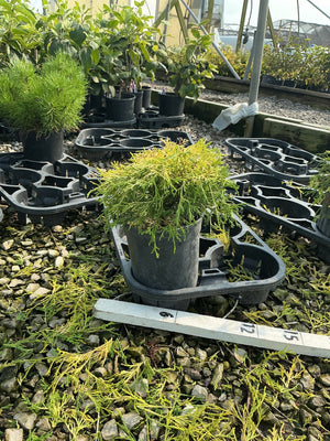 Golden Mop False Cypress in a #1 container showing golden-green feathery foliage at a nursery.