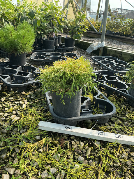 Golden Mop False Cypress in a #1 container showing golden-green feathery foliage at a nursery.