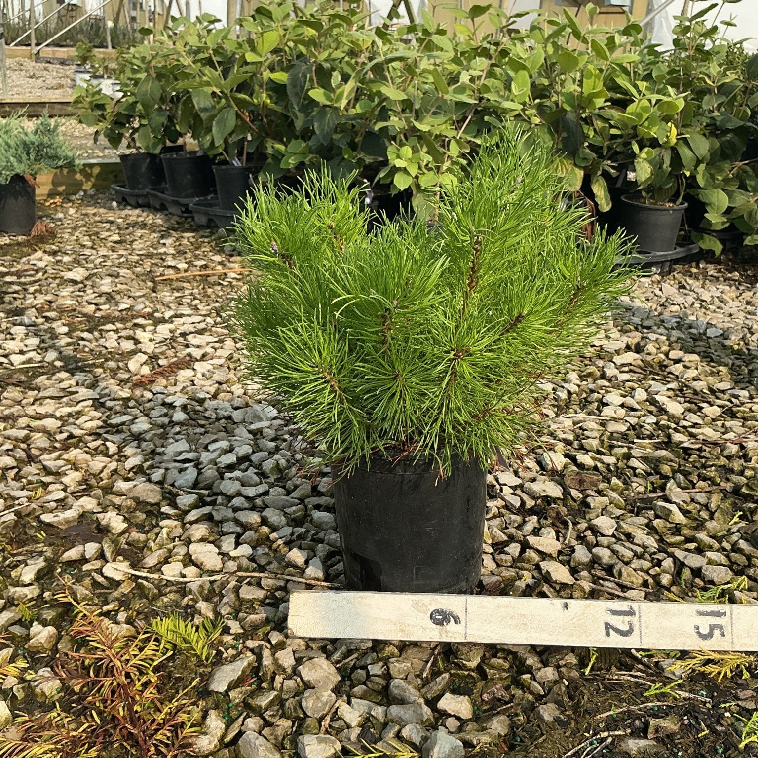 Enci Mugo Pine in a #1 container showing dense bright green needle foliage with a compact rounded habit.