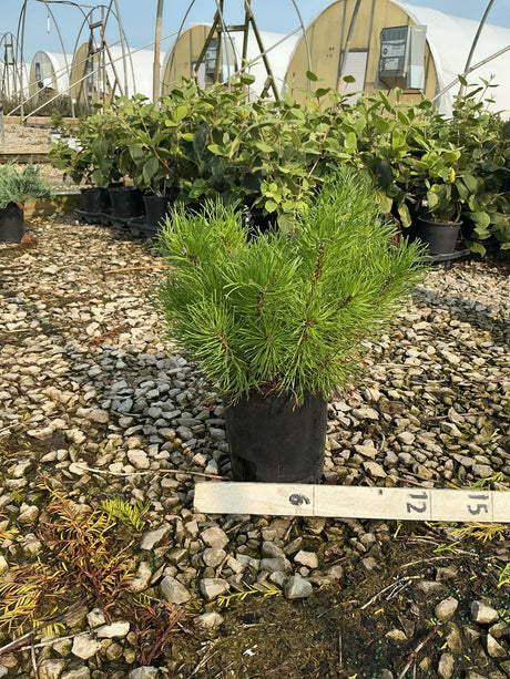 Enci Mugo Pine in a #1 container showing dense bright green needle foliage with a compact rounded habit.