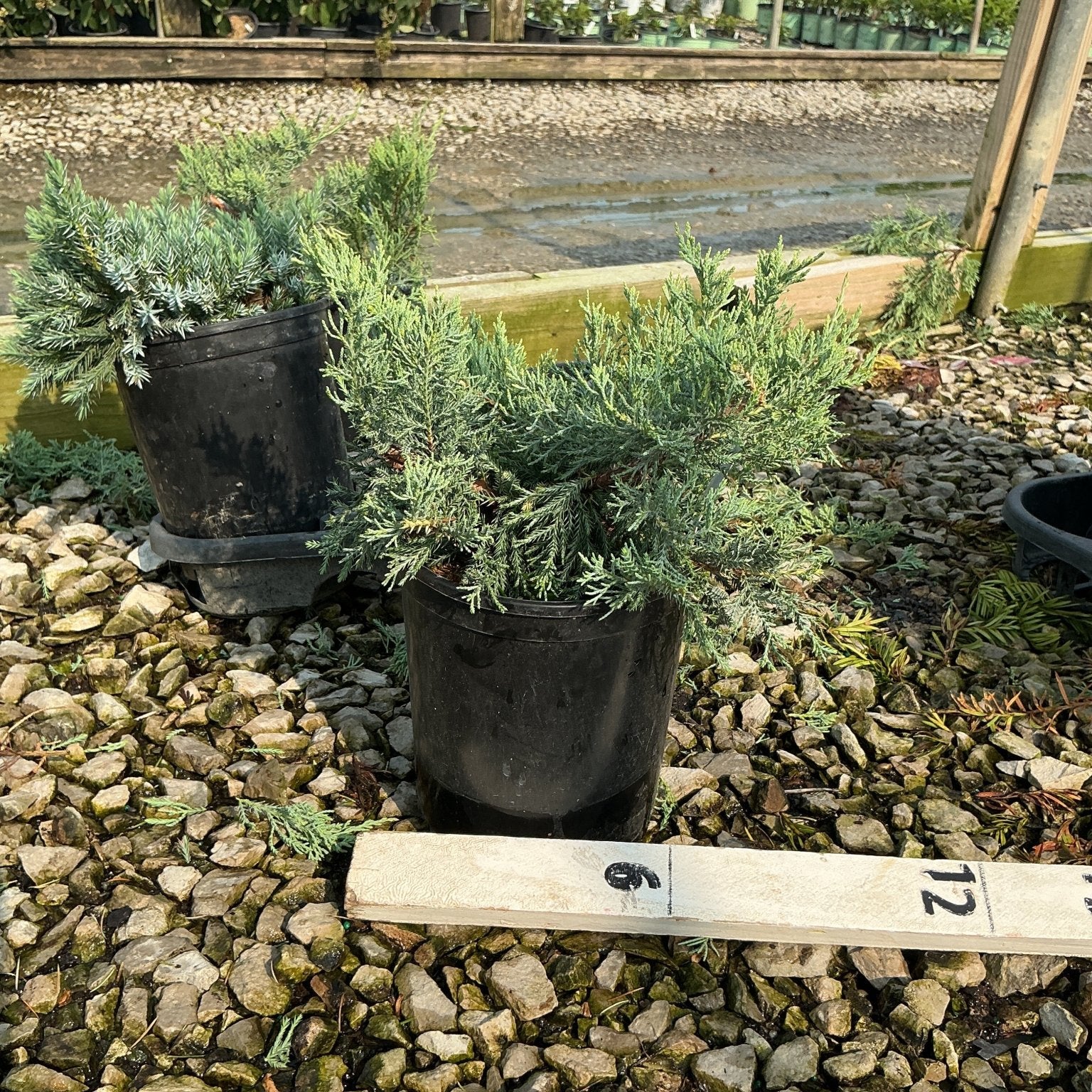 Grey Owl Juniper bushes in black nursery containers displayed on gravel at a garden center, showing silvery-blue spreading foliage.