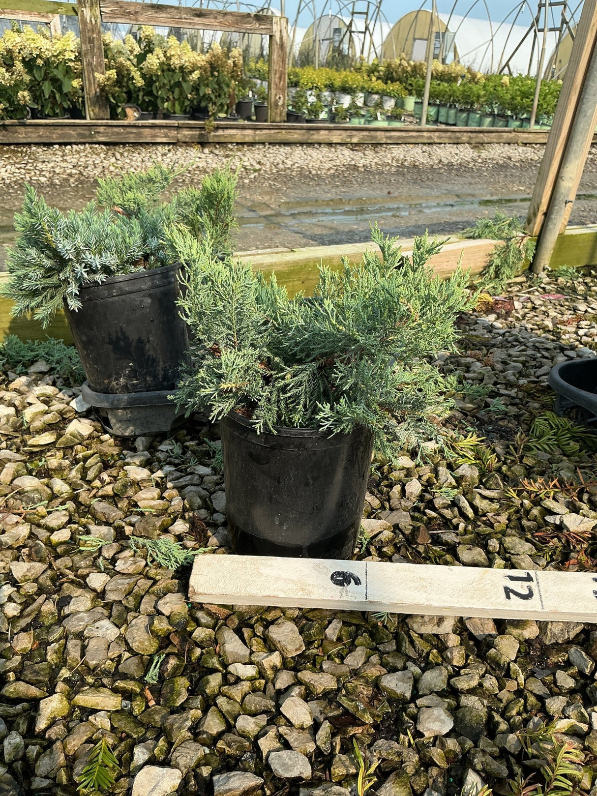Grey Owl Juniper bushes in black nursery containers displayed on gravel at a garden center, showing silvery-blue spreading foliage.