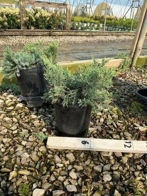 Grey Owl Juniper bushes in black nursery containers displayed on gravel at a garden center, showing silvery-blue spreading foliage.