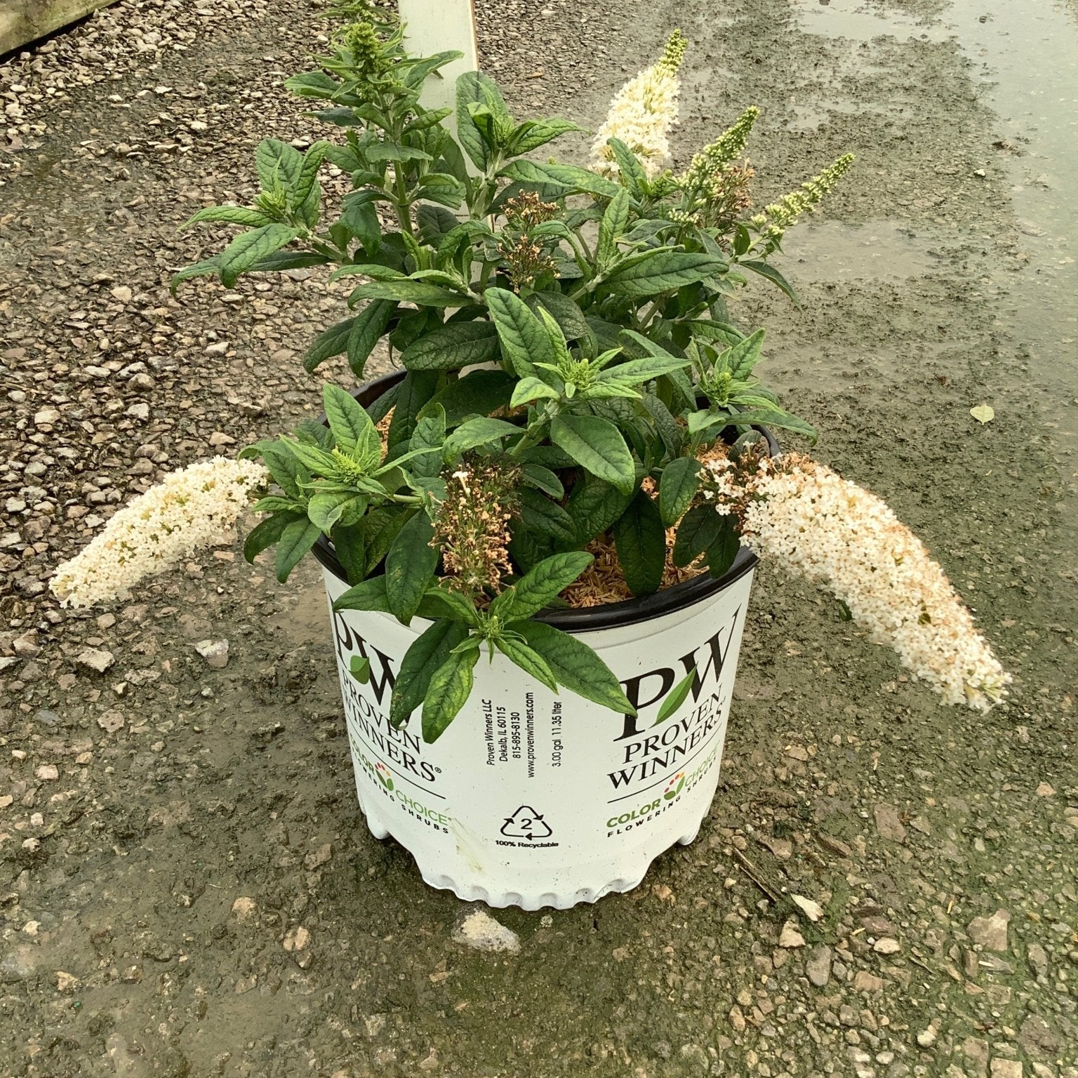 Pugster White Butterfly Bush in a 3-gallon Proven Winners container with arching white flower spikes and dark green foliage.
