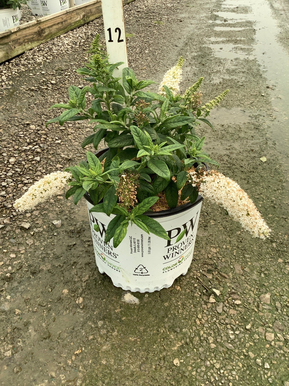 Pugster White Butterfly Bush in a 3-gallon Proven Winners container with arching white flower spikes and dark green foliage.