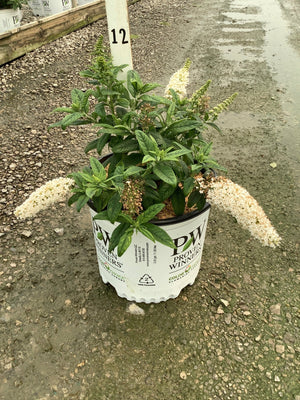 Pugster White Butterfly Bush in a 3-gallon Proven Winners container with arching white flower spikes and dark green foliage.