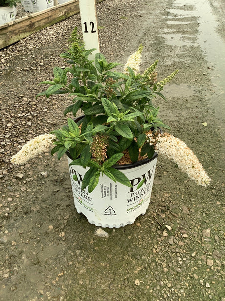 Pugster White Butterfly Bush in a 3-gallon Proven Winners container with arching white flower spikes and dark green foliage.