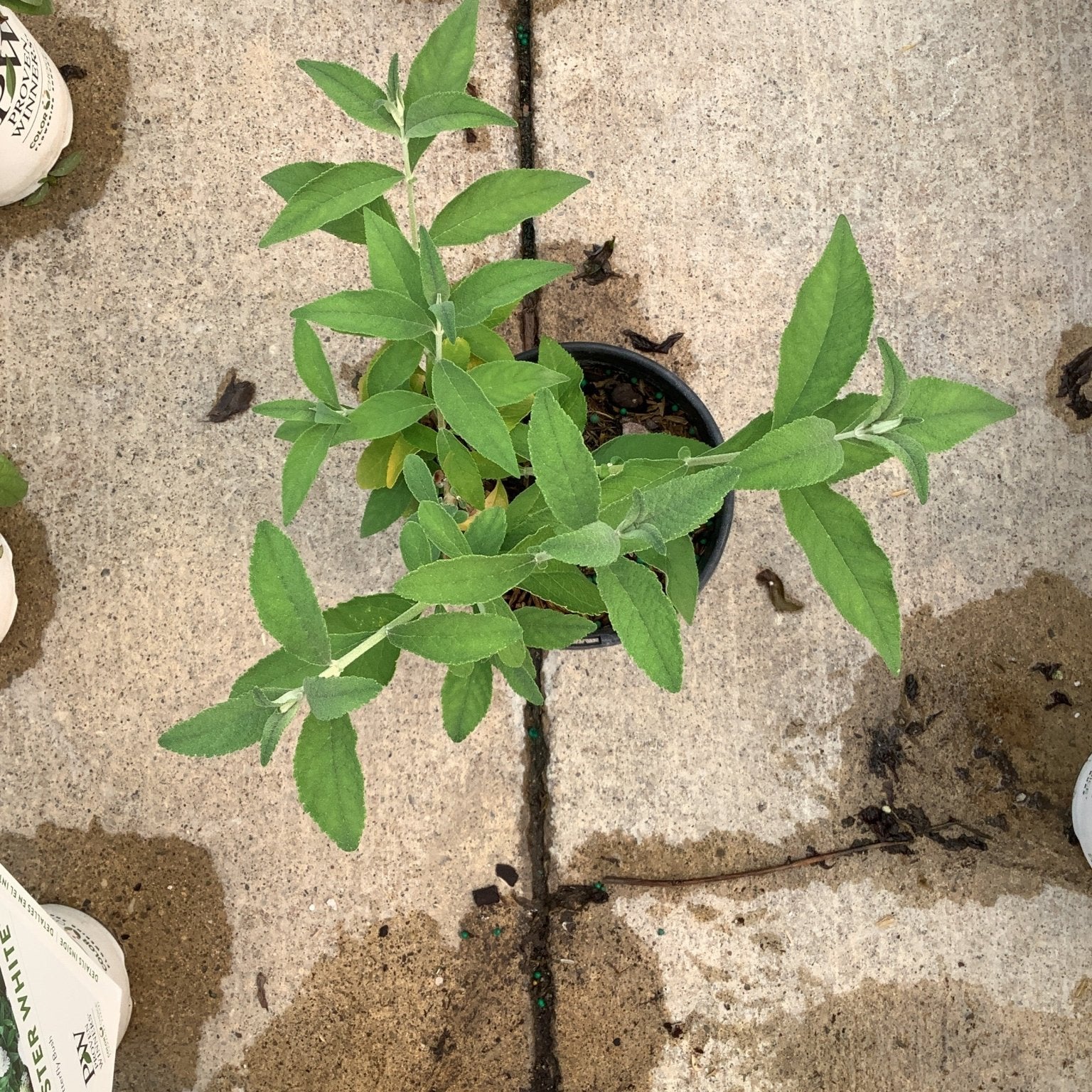BiColor Butterfly Bush in a quart container showing lush green foliage with soft textured leaves on a nursery floor.