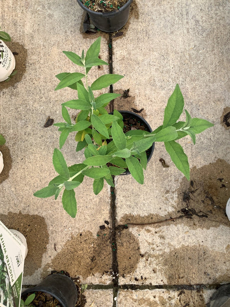 BiColor Butterfly Bush in a quart container showing lush green foliage with soft textured leaves on a nursery floor.