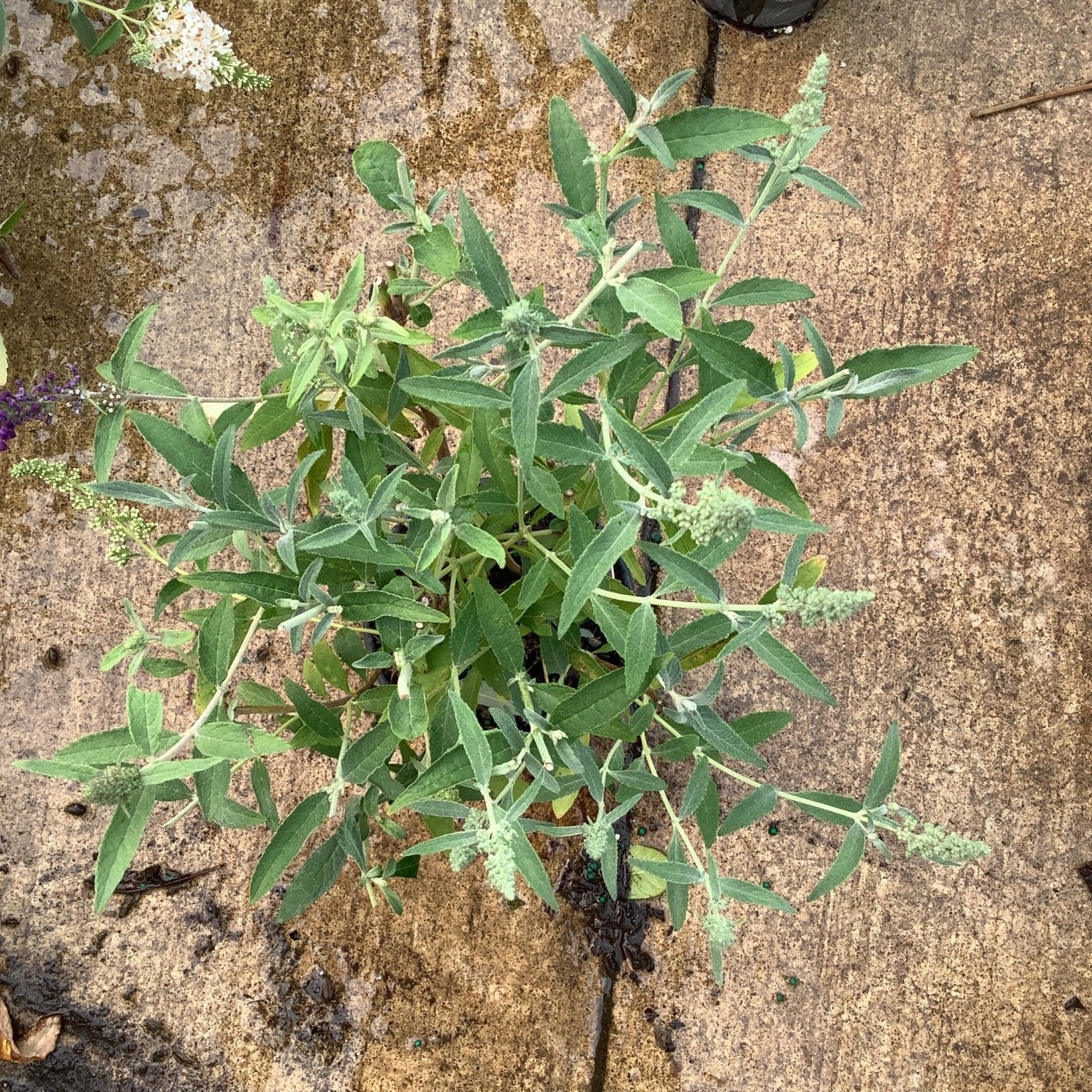 Young Buddleia Buzz butterfly bush in a quart container showing dense green foliage and small white flower buds developing on multiple stems.