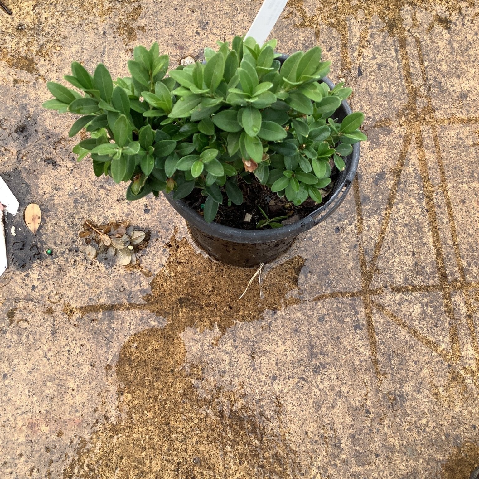 Green Gem Boxwood in a quart container showing dense, compact mounding habit with small glossy green leaves.