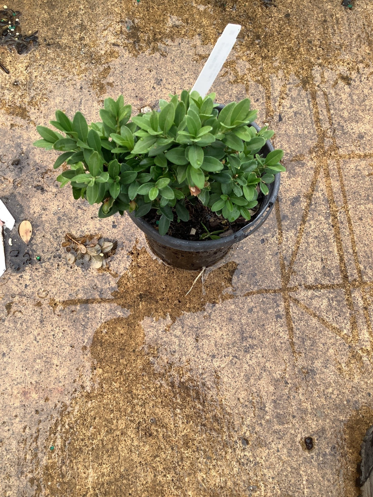 Green Gem Boxwood in a quart container showing dense, compact mounding habit with small glossy green leaves.