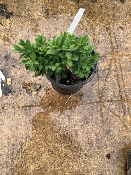 Green Gem Boxwood in a quart container showing dense, compact mounding habit with small glossy green leaves.