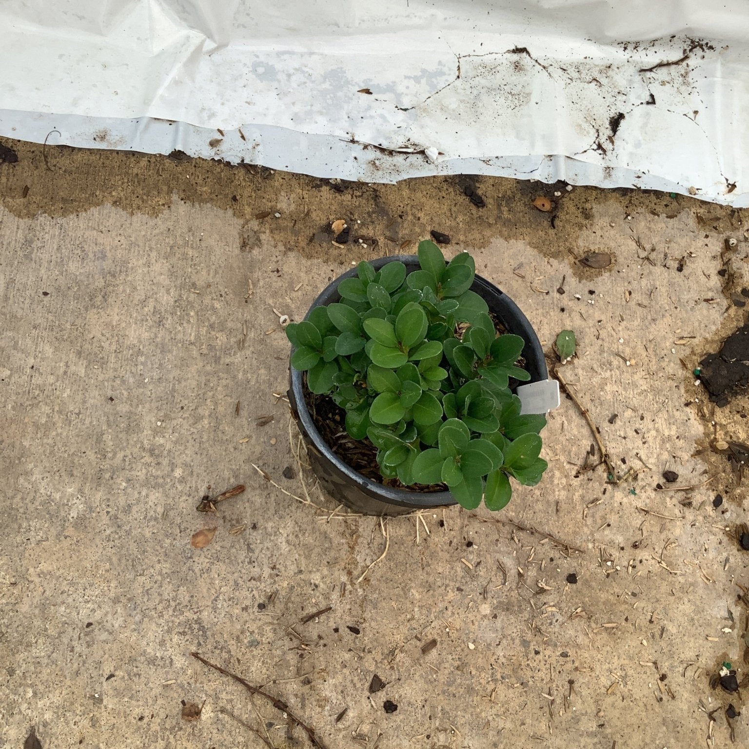 Green Mountain Boxwood seedlings growing in a small black nursery container, showing dense oval green foliage.
