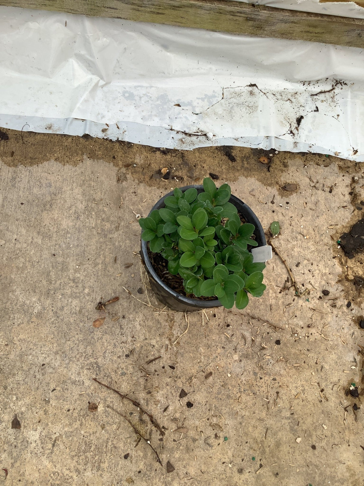 Green Mountain Boxwood seedlings growing in a small black nursery container, showing dense oval green foliage.