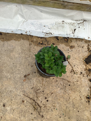 Green Mountain Boxwood seedlings growing in a small black nursery container, showing dense oval green foliage.