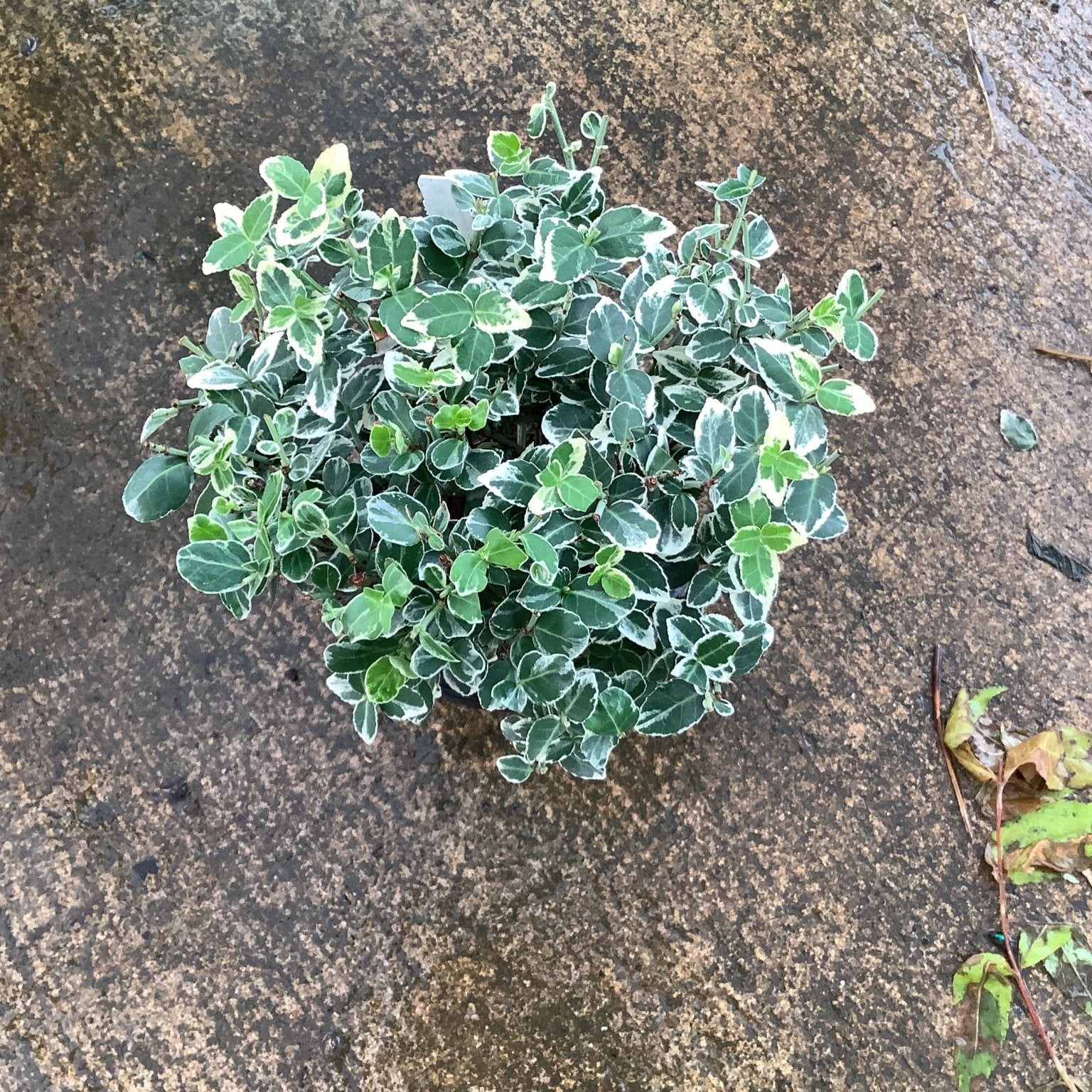 Emerald Gaiety Wintercreeper Euonymus shrub with green and white variegated foliage in a quart container.