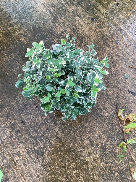 Emerald Gaiety Wintercreeper Euonymus shrub with green and white variegated foliage in a quart container.