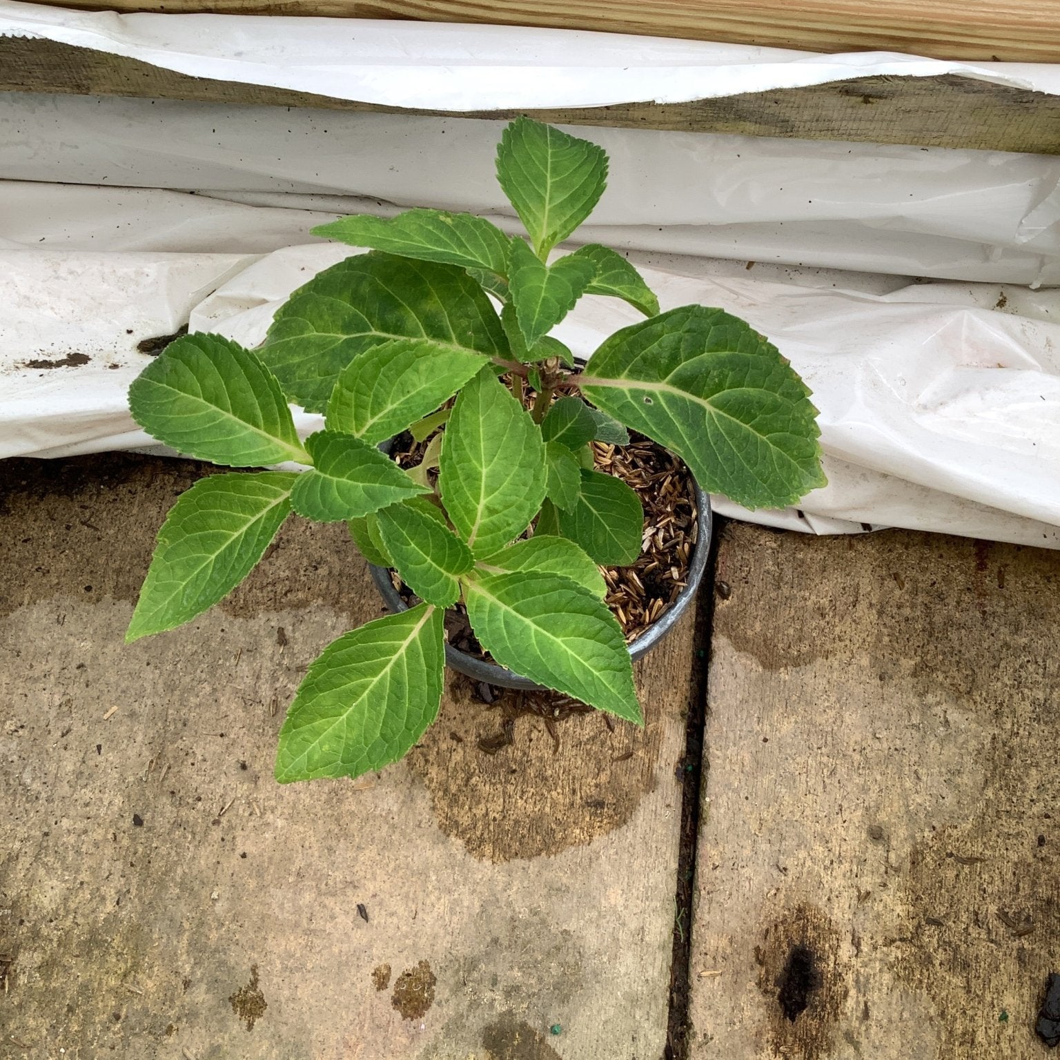 Endless Summer Pop Star Hydrangea young plant in a quart container showing bright green serrated foliage.