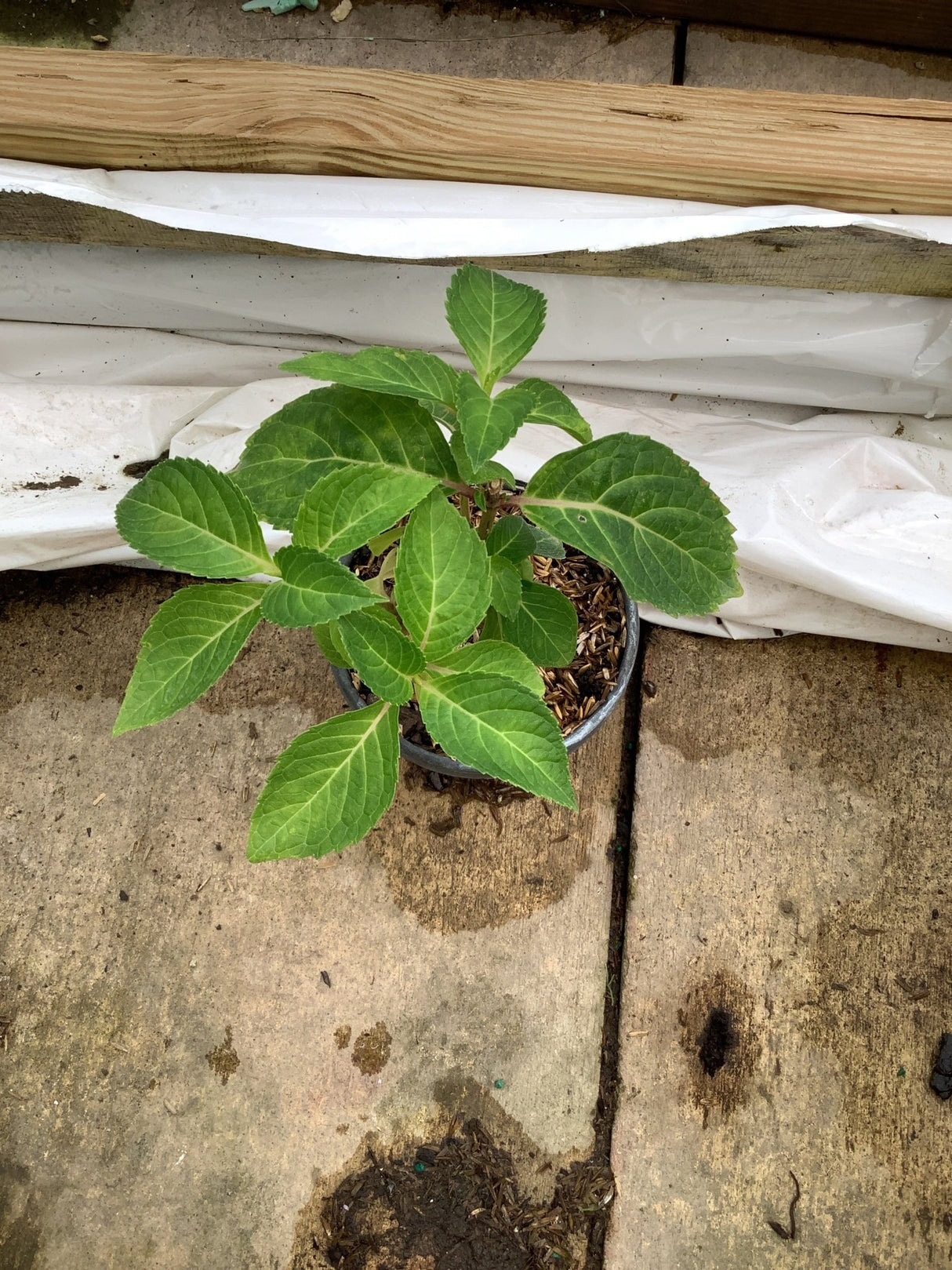 Endless Summer Pop Star Hydrangea young plant in a quart container showing bright green serrated foliage.