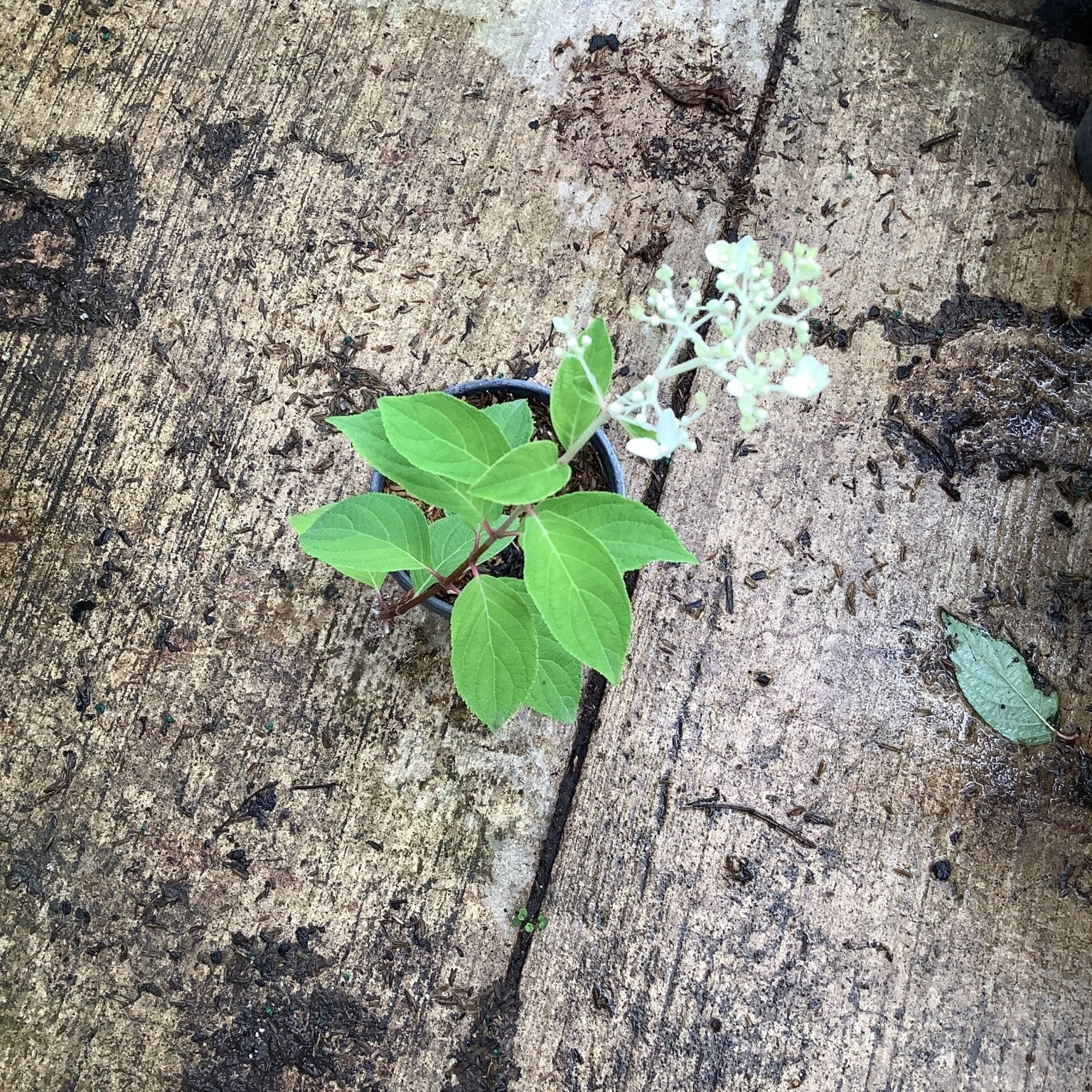 French Manicure Panicle Hydrangea in a small container showing bright green foliage and emerging white flower clusters.