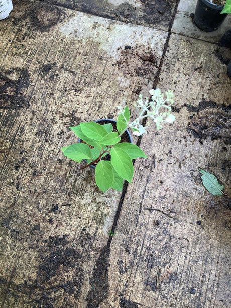 French Manicure Panicle Hydrangea in a small container showing bright green foliage and emerging white flower clusters.