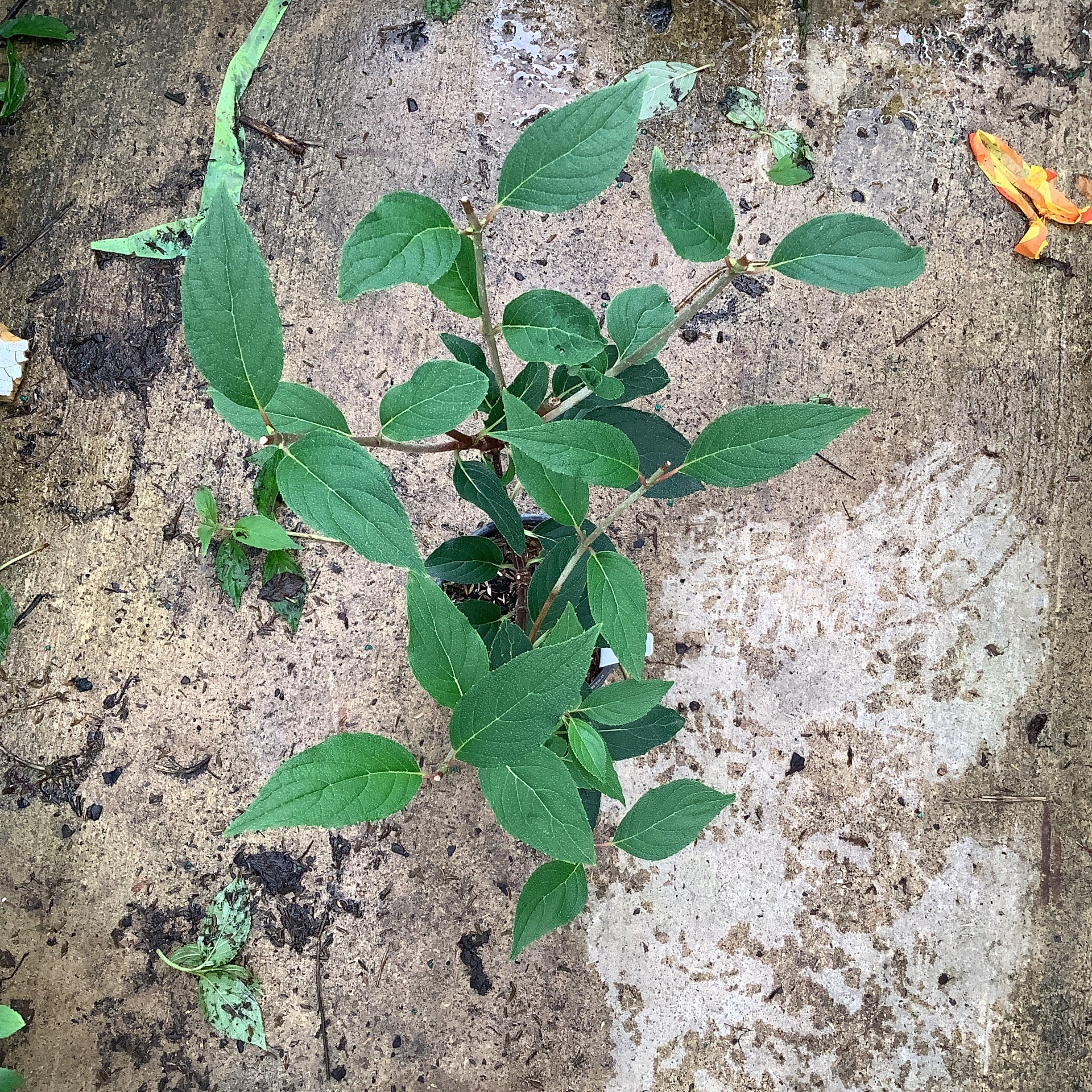 Young Vanilla Strawberry Panicle Hydrangea shrub in a quart container showing lush green foliage on a concrete surface.