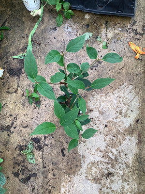Young Vanilla Strawberry Panicle Hydrangea shrub in a quart container showing lush green foliage on a concrete surface.