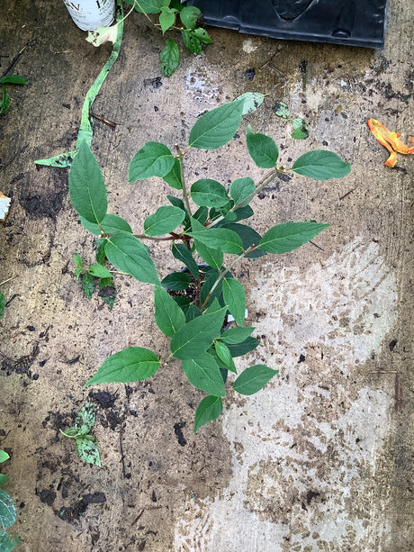 Young Vanilla Strawberry Panicle Hydrangea shrub in a quart container showing lush green foliage on a concrete surface.