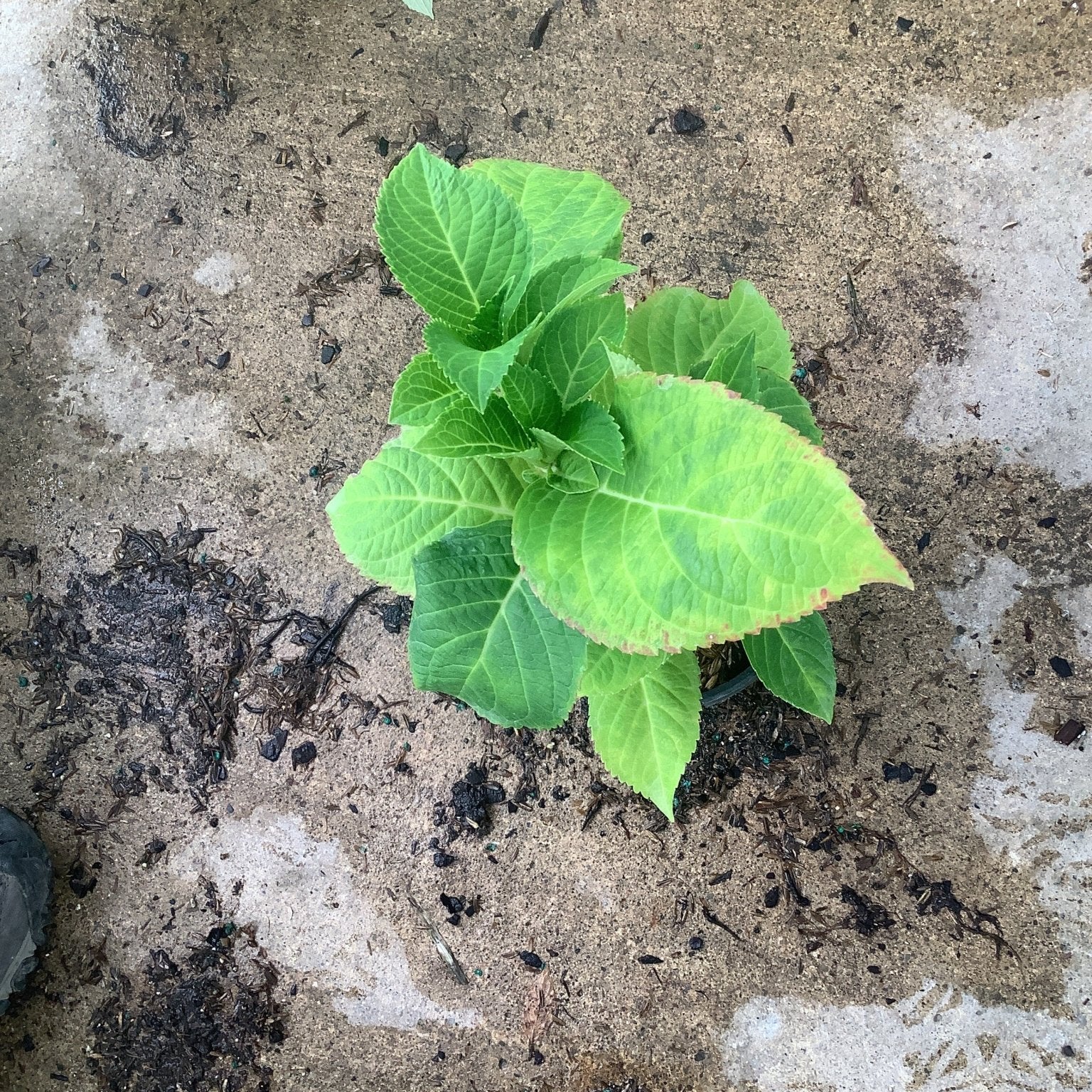 Young Endless Summer Summer Crush bigleaf hydrangea plant showing bright green foliage with reddish leaf edges in a quart container.