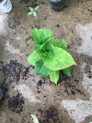 Young Endless Summer Summer Crush bigleaf hydrangea plant showing bright green foliage with reddish leaf edges in a quart container.