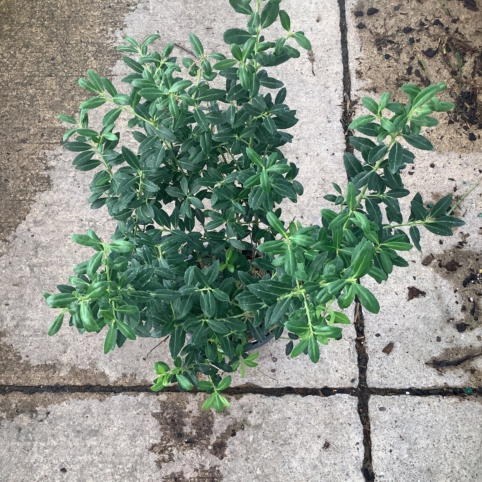 Soft Touch Japanese Holly shrub in a quart container displaying dense dark green foliage on a concrete surface.