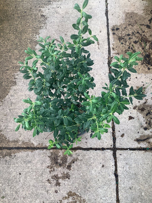 Soft Touch Japanese Holly shrub in a quart container displaying dense dark green foliage on a concrete surface.