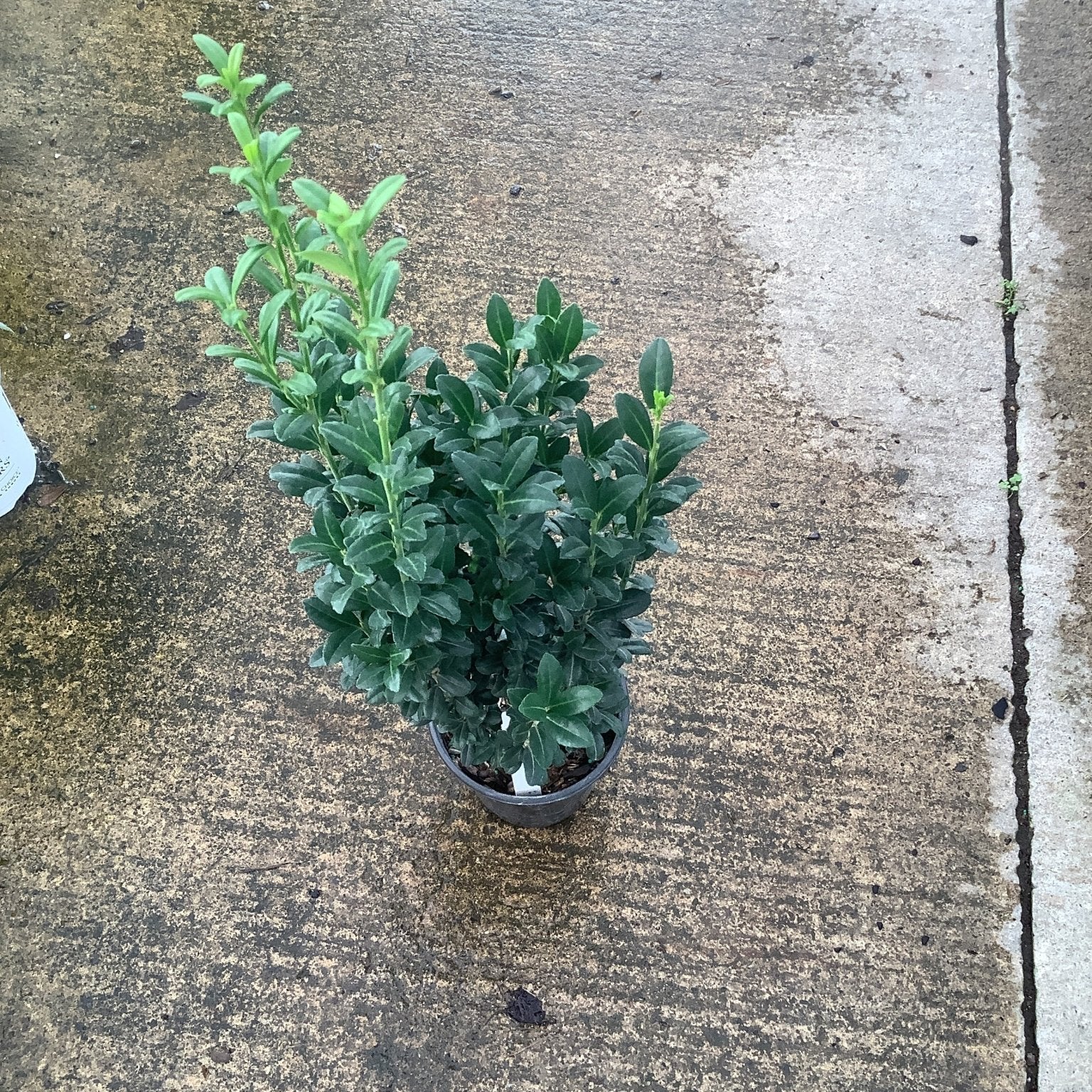 Sky Pencil Holly shrub in a quart container showing dense dark green foliage with upright new growth.