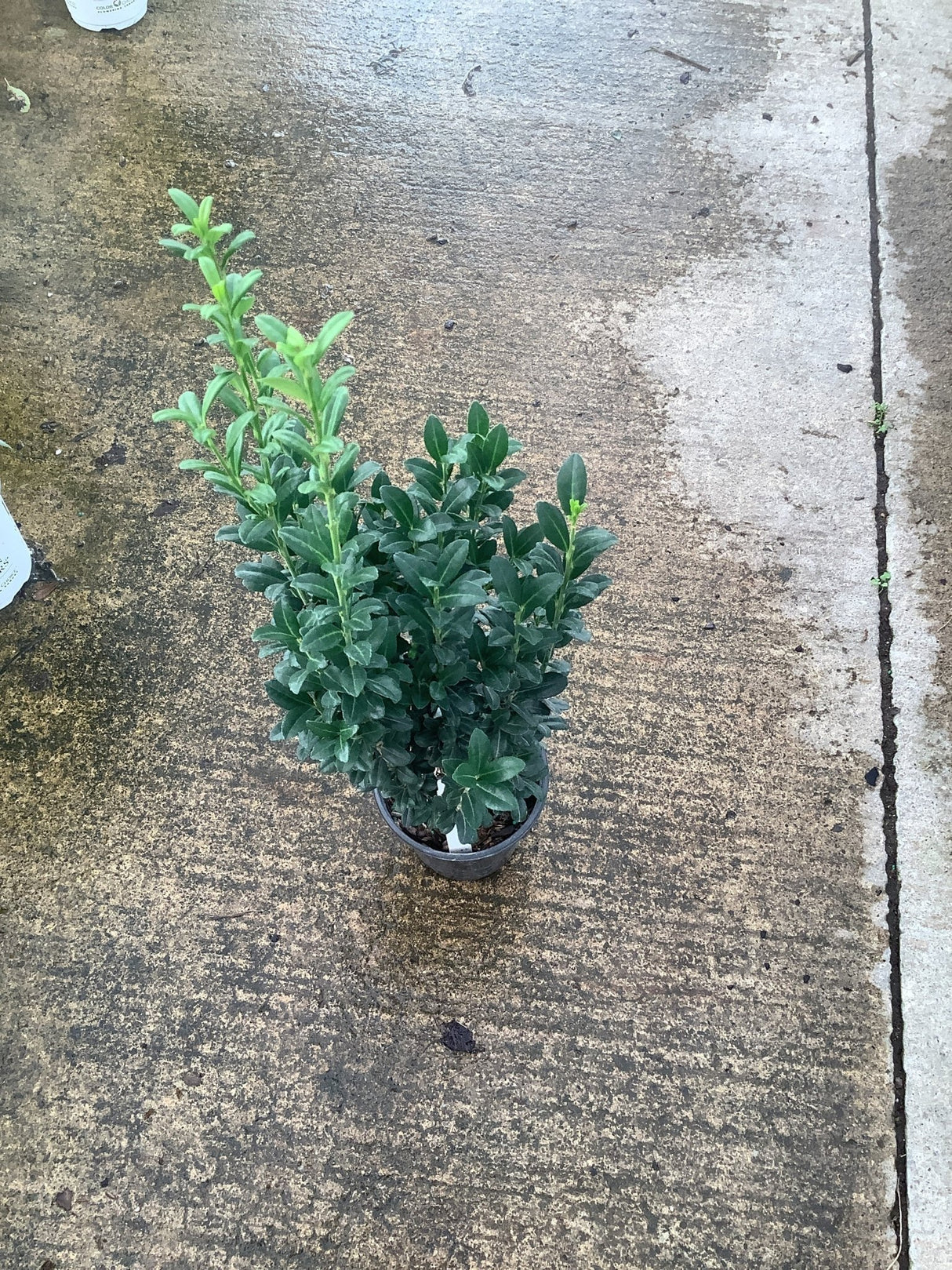 Sky Pencil Holly shrub in a quart container showing dense dark green foliage with upright new growth.