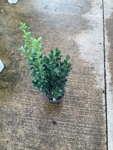 Sky Pencil Holly shrub in a quart container showing dense dark green foliage with upright new growth.