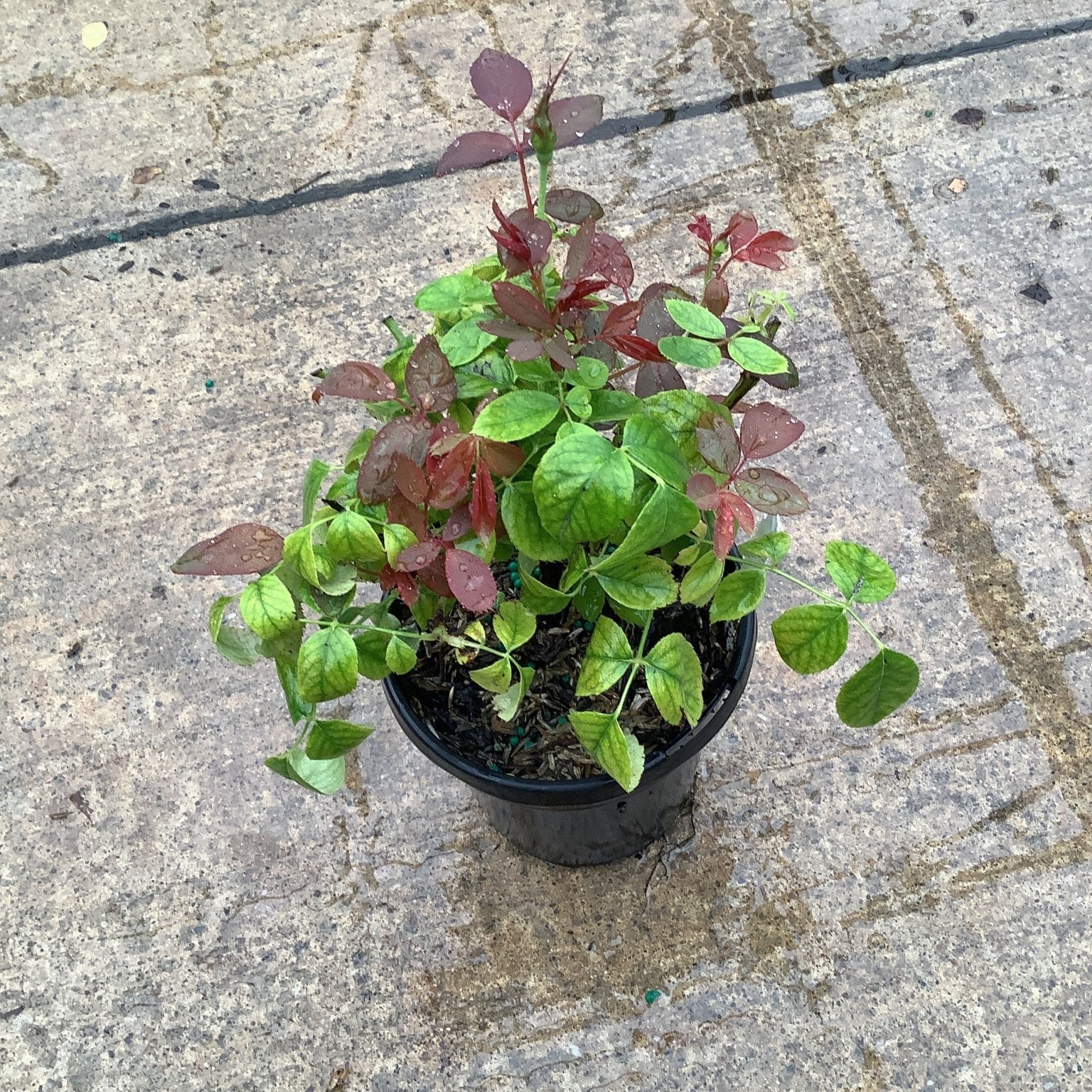 Pink Double Knock Out Rose in a quart container showing mixed green and burgundy foliage with new red growth.