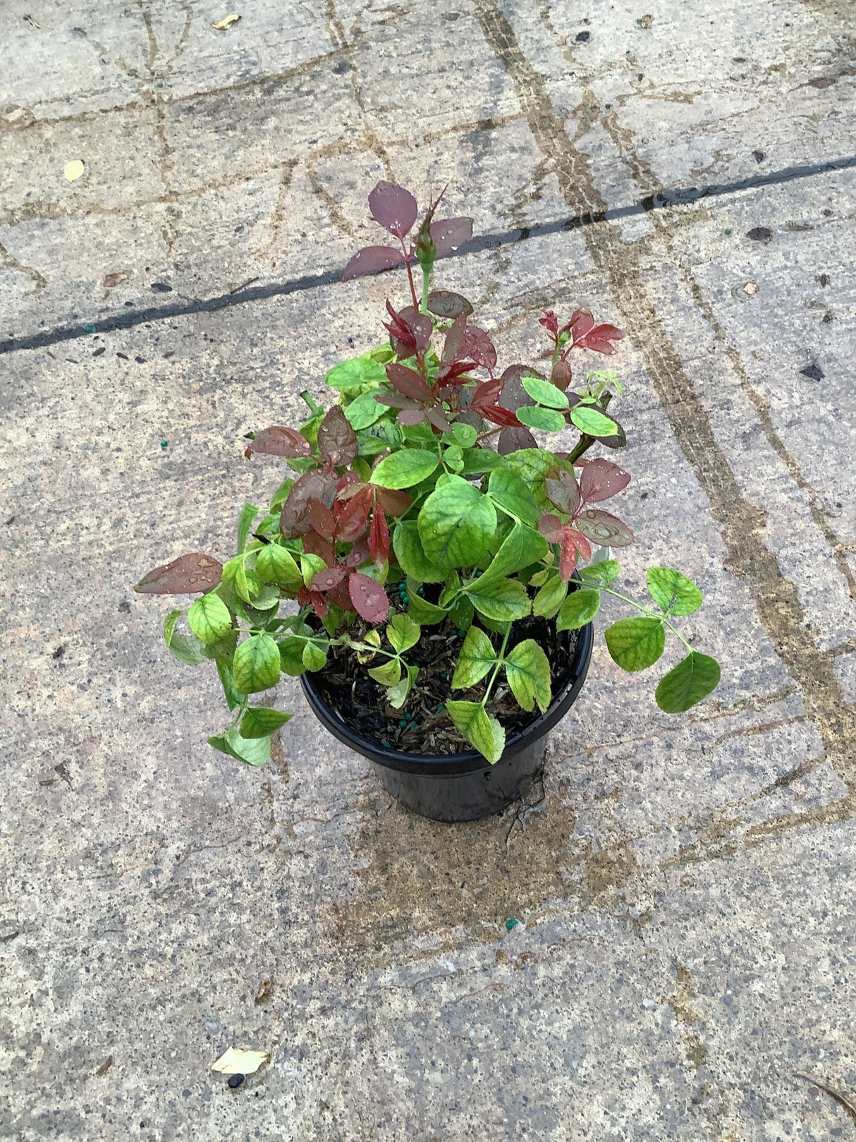 Pink Double Knock Out Rose in a quart container showing mixed green and burgundy foliage with new red growth.