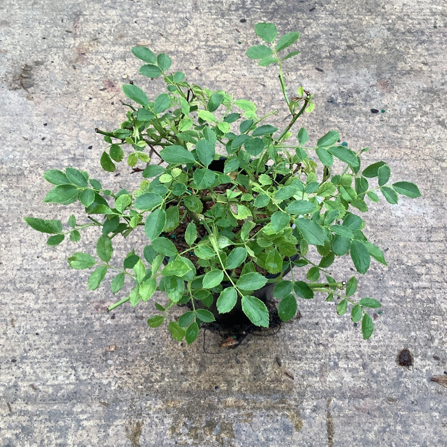 Red Drift Groundcover Rose seedling in a small black nursery container, viewed from above, showing dense green compound foliage.