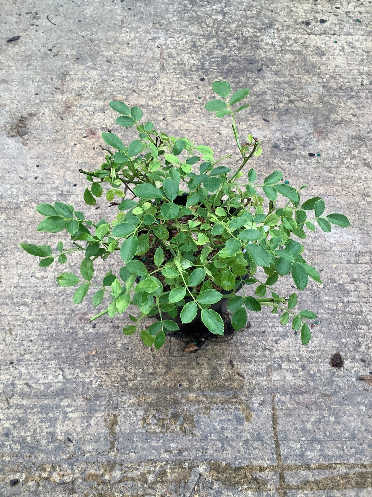 Red Drift Groundcover Rose seedling in a small black nursery container, viewed from above, showing dense green compound foliage.