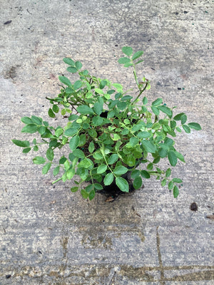Red Drift Groundcover Rose seedling in a small black nursery container, viewed from above, showing dense green compound foliage.