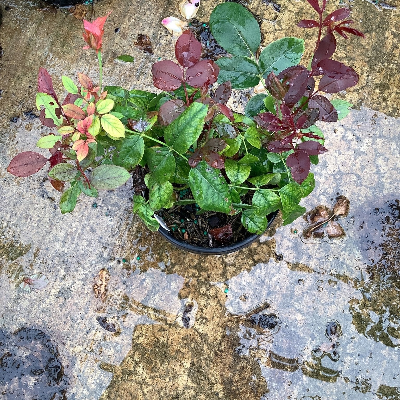 Red Double Knock Out Rose in a quart container showing dark burgundy and green foliage with a pink bud, photographed after rain.