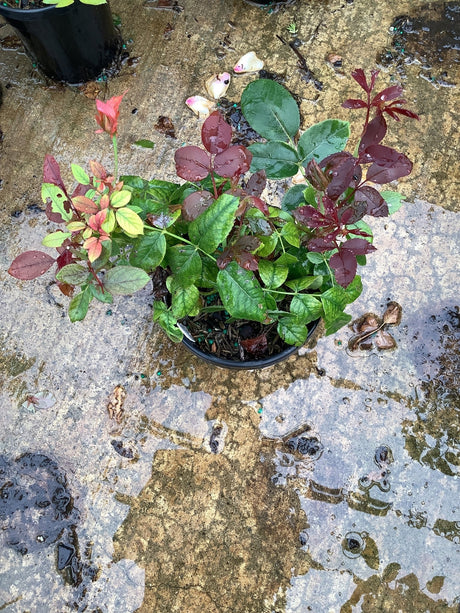 Red Double Knock Out Rose in a quart container showing dark burgundy and green foliage with a pink bud, photographed after rain.