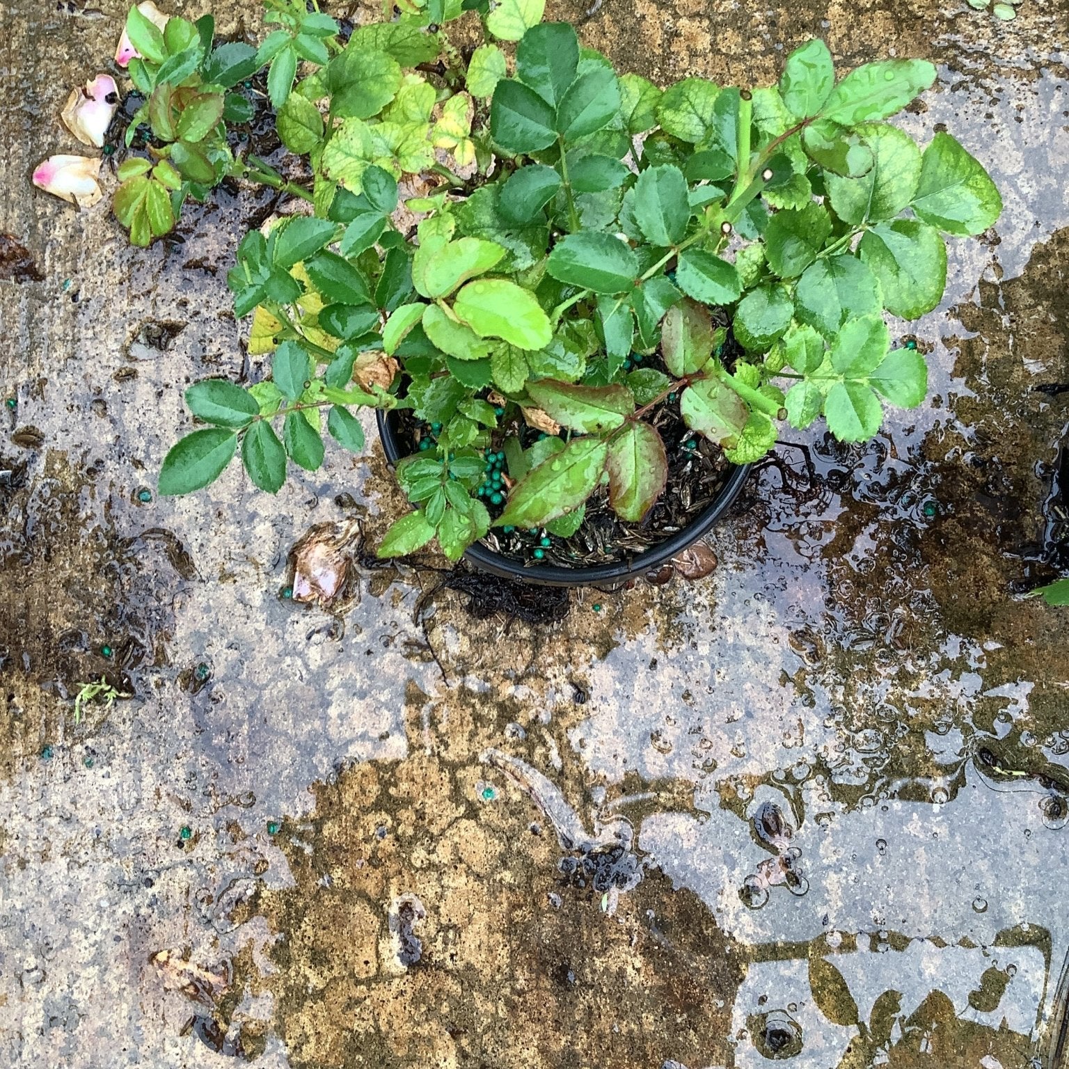 Peach Drift Groundcover Rose in a black quart container showing dense green foliage on a wet concrete surface.