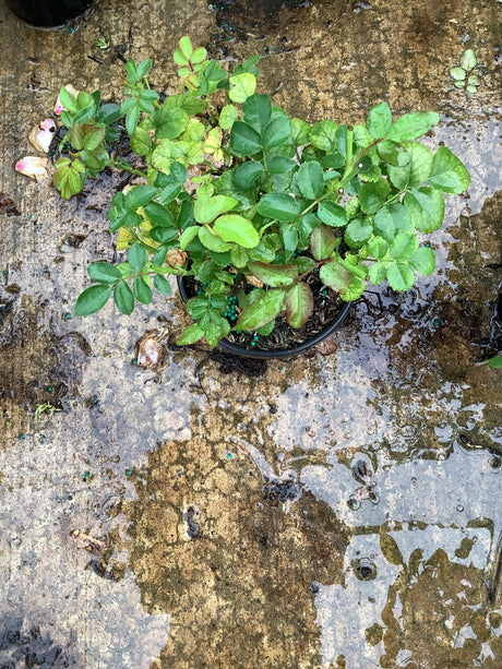 Peach Drift Groundcover Rose in a black quart container showing dense green foliage on a wet concrete surface.
