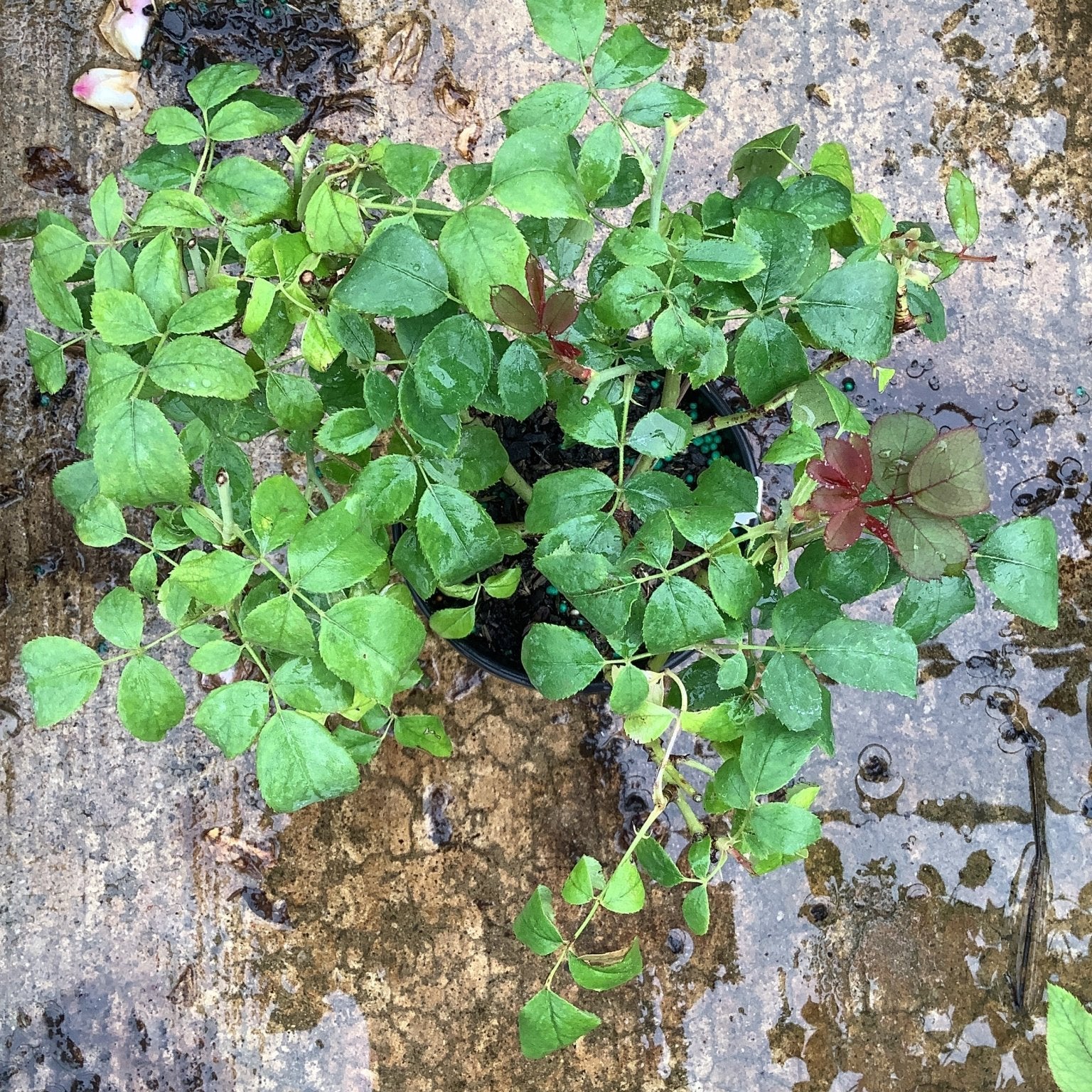 Blushing Knock Out Shrub Rose in a quart container showing lush green foliage with reddish new growth on a wet surface.
